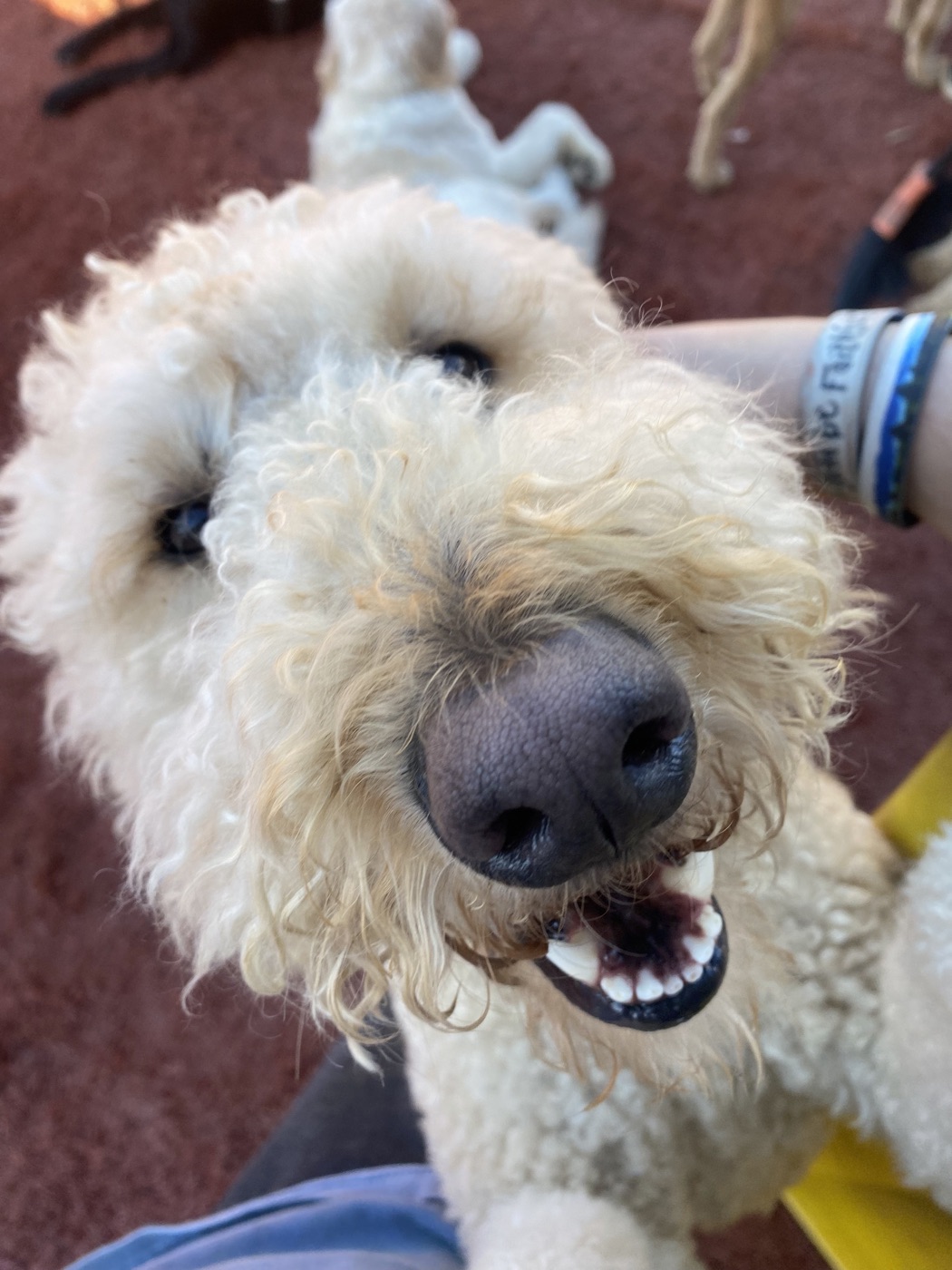 A happy goldendoodle on a meet & greet